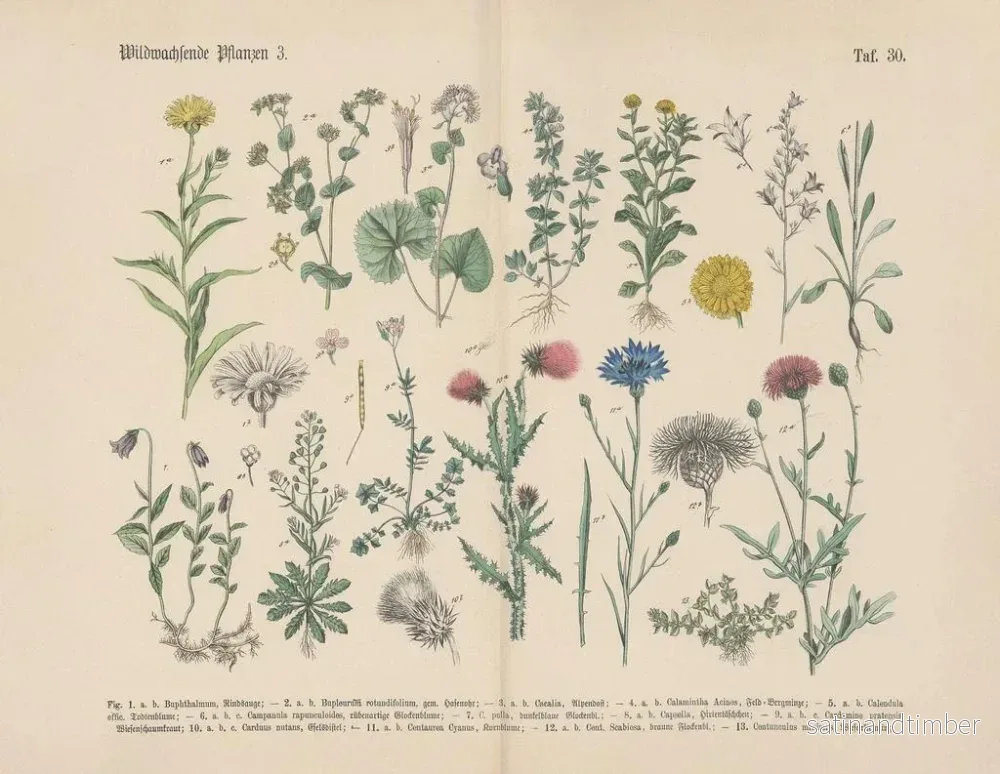 Reproduktion av målningen Manuel praktisk botanikkonsttryck i ord och bilder Pl30 - Carl Hoffmann - Bild 2