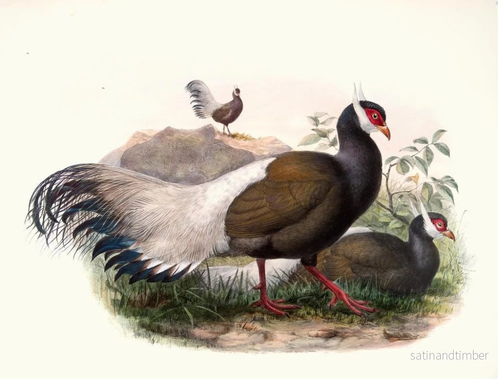 Reproduktion av målningen Crossoptilon mantchuricum - Joseph Smit - Bild 2
