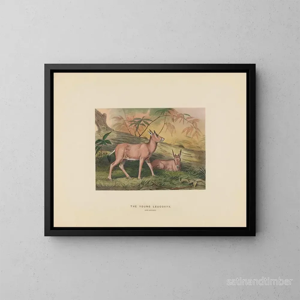 Reproduktion av målningen Le jeune leucoryx - Joseph Wolf