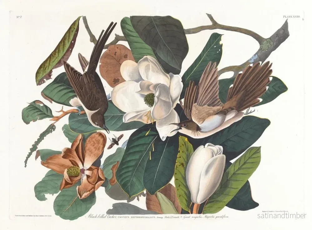 Reproduktion av målningen Coucou à bec noir - John James Audubon - Bild 2