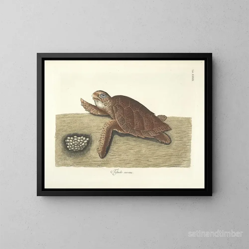 Reproduktion Bilder av fisk, ormar, insekter – Mark Catesby — plansch 039
