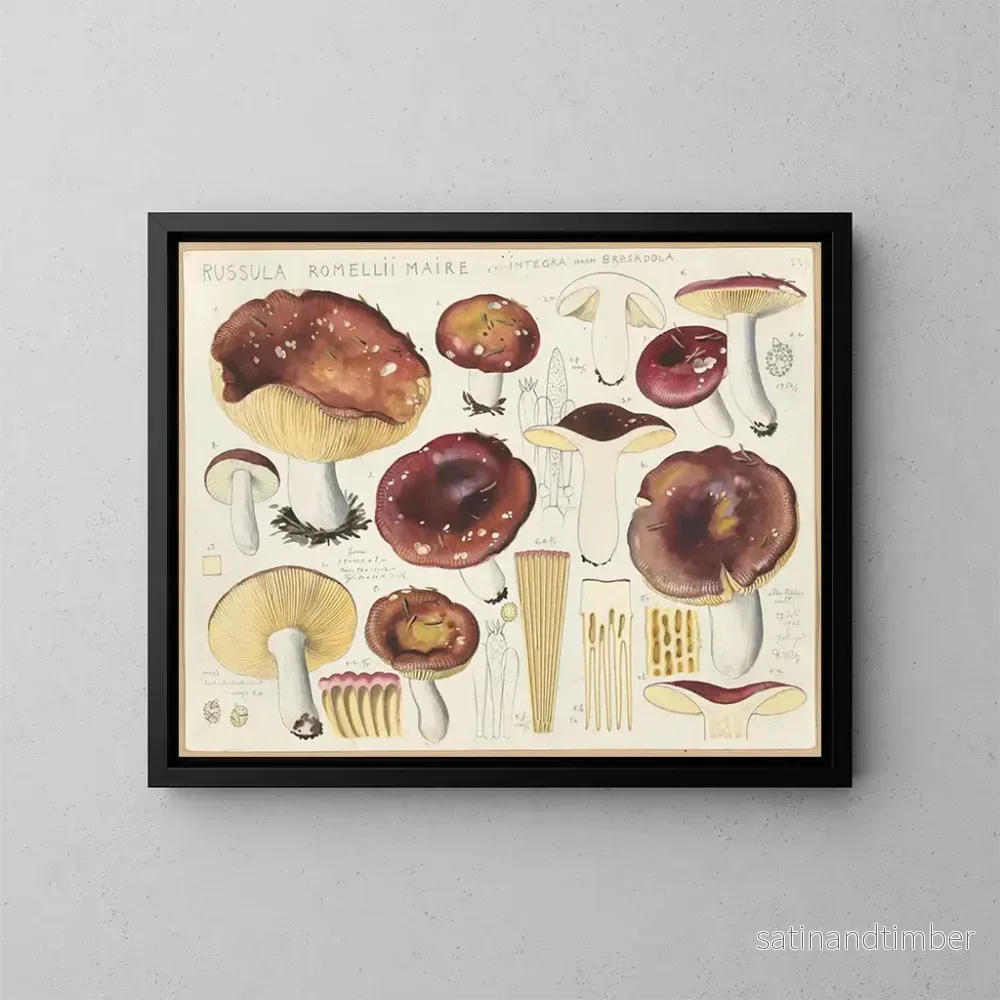 Reproduktion av målningen Russula romellii - Hans Baldung
