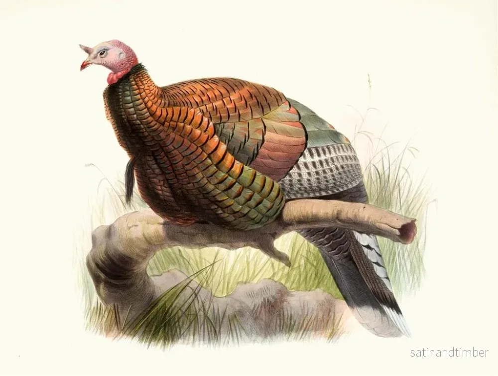 Reproduktion av målningen Méléagris mexicaine - Joseph Smit - Bild 2