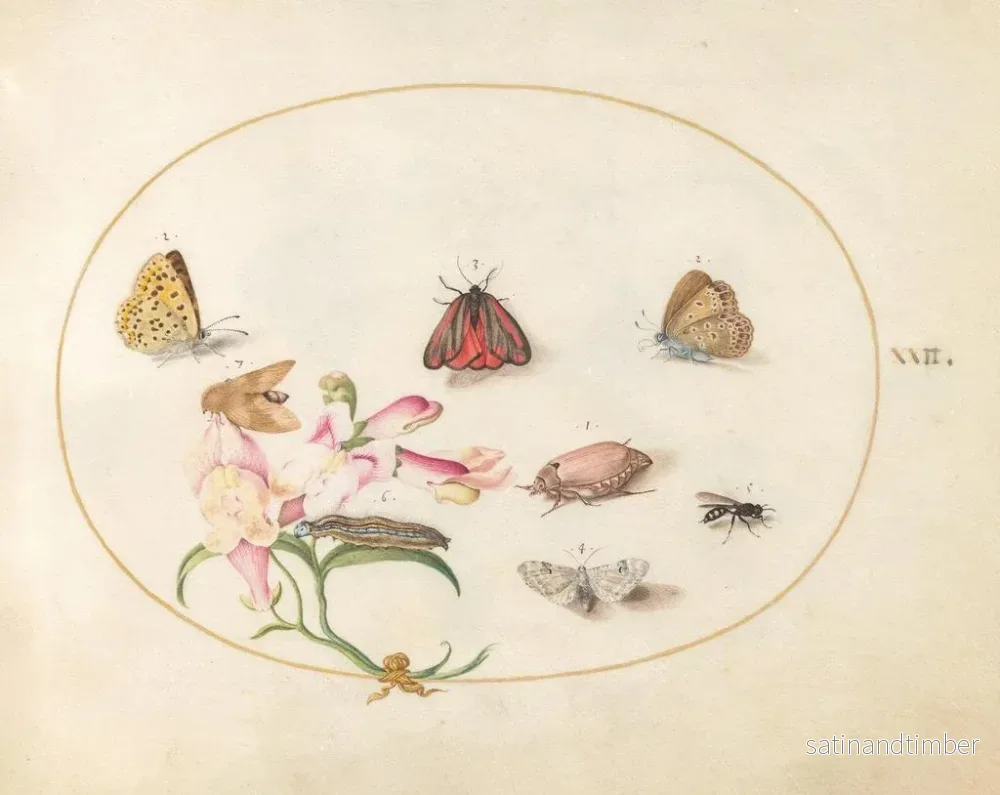 Reproduktion av målningen Platine 22: En cinnabarmott och en skalbagge med fjärilar, andra insekter och en varg - Joris Hoefnagel - Bild 2