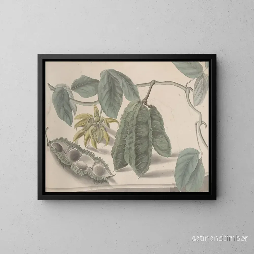 Reproduktion av målningen Histoire naturelle de Saint-Domingue Pl179 - René de Rabi