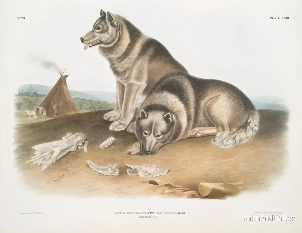 Reproduktion av målningen Hund eskimå - John Woodhouse Audubon - Bild 2