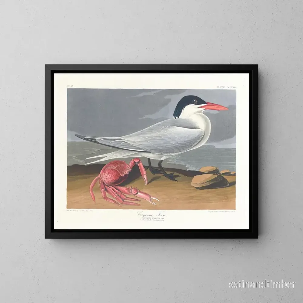 Reproduktion av målningen Cayenne terne - John James Audubon