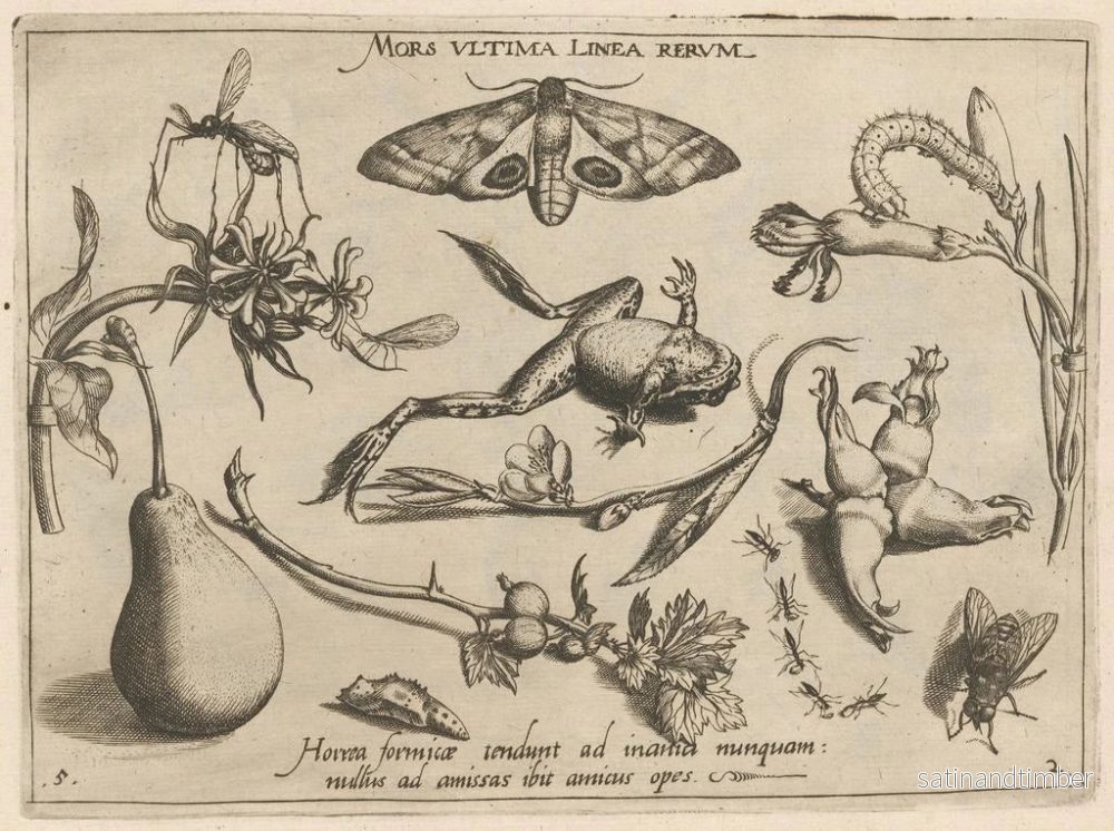 Reproduktion av målningen av arketyp och studier av fadern Georgius Hoefnagelius Pl20 - Joris Hoefnagel - Bild 2