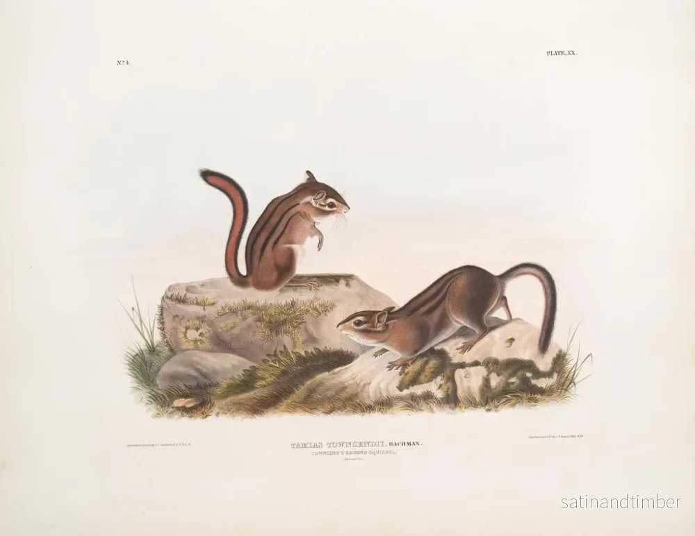 Reproduktion av målningen av Townsend markekorre i naturlig storlek - John Woodhouse Audubon - Bild 2