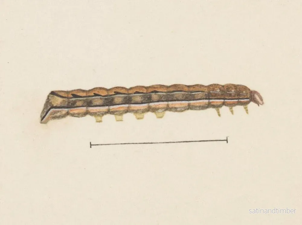 Reproduktion av målningen akvarell av entomologi Pl115 - George Hudson - Bild 2