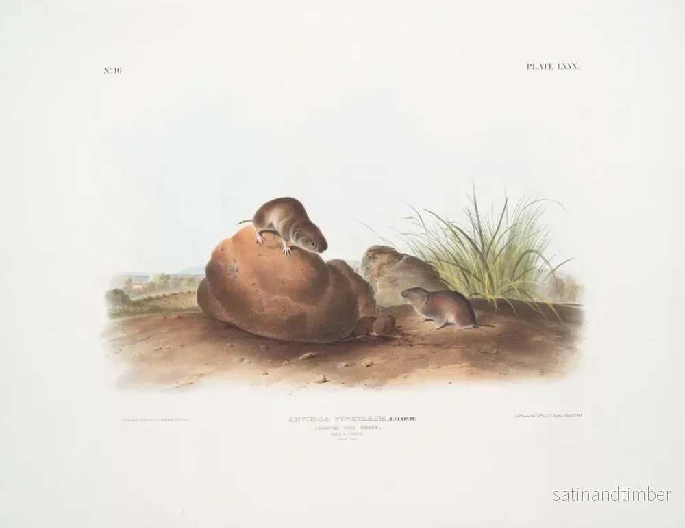 Reproduktion av målningen Mus av tall han och hon i naturlig storlek - John Woodhouse Audubon - Bild 2
