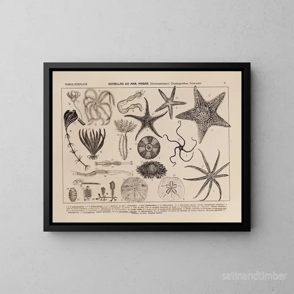 Reproduktion av målningen Atlas de la faune du Brésil Pl10 - Rodolpho von Ihering