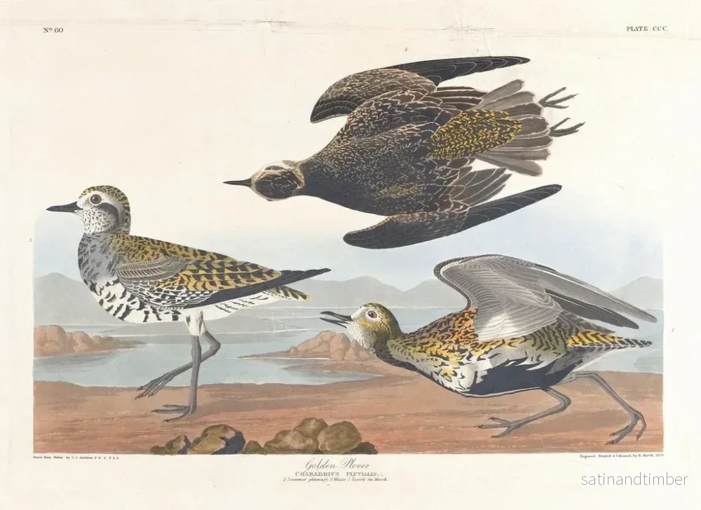 Reproduktion av målningen av Gyllenlabb - John James Audubon - Bild 2