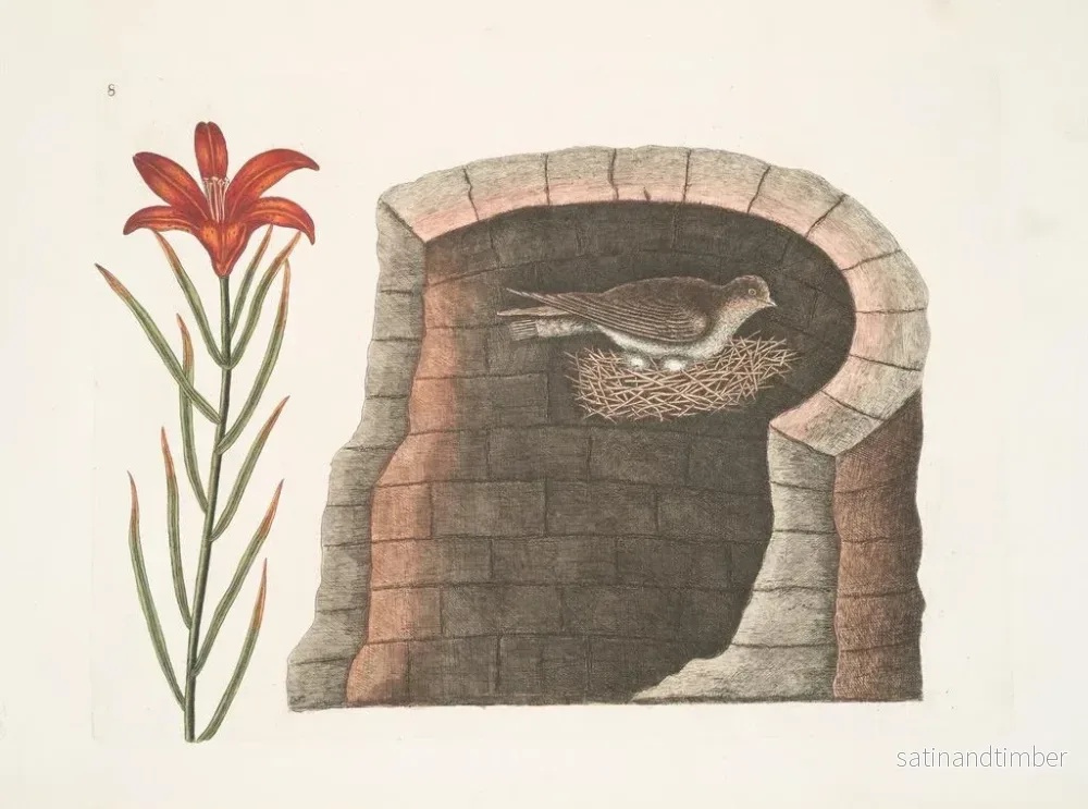 Reproduktion av målningen Hirondelle à queue épineuse, l'hirondelle américaine, lis à fleurs rouges singulier - Mark Catesby - Bild 2