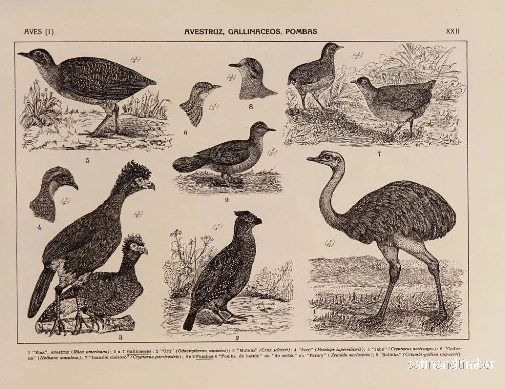 Reproduktion av målningen Atlas över Brasiliens fauna Pl22 - Rodolpho von Ihering - Bild 2