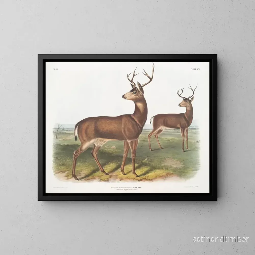 Reproduktion av målningen av den manliga Columbiehjorten med svart stjärt av Richardson - John Woodhouse Audubon
