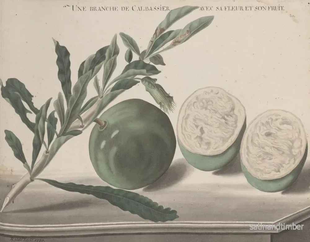 Reproduktion av målningen Histoire naturelle de Saint-Domingue Pl161 - René de Rabi - Bild 2