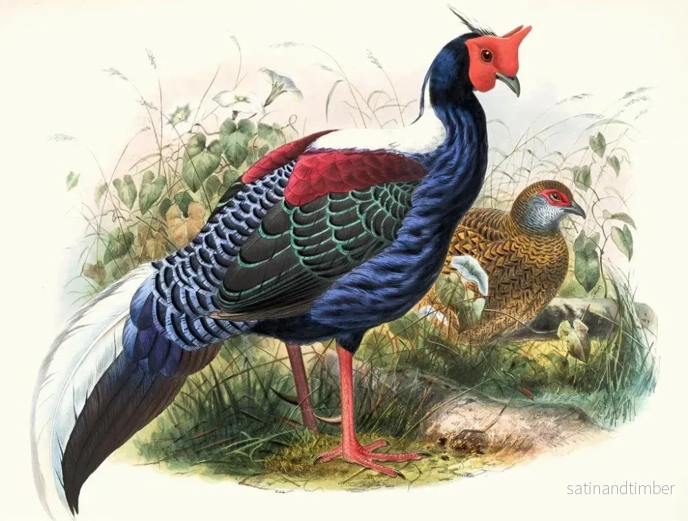Reproduktion av målningen Euplocomus Swinhoei - Joseph Smit - Bild 2