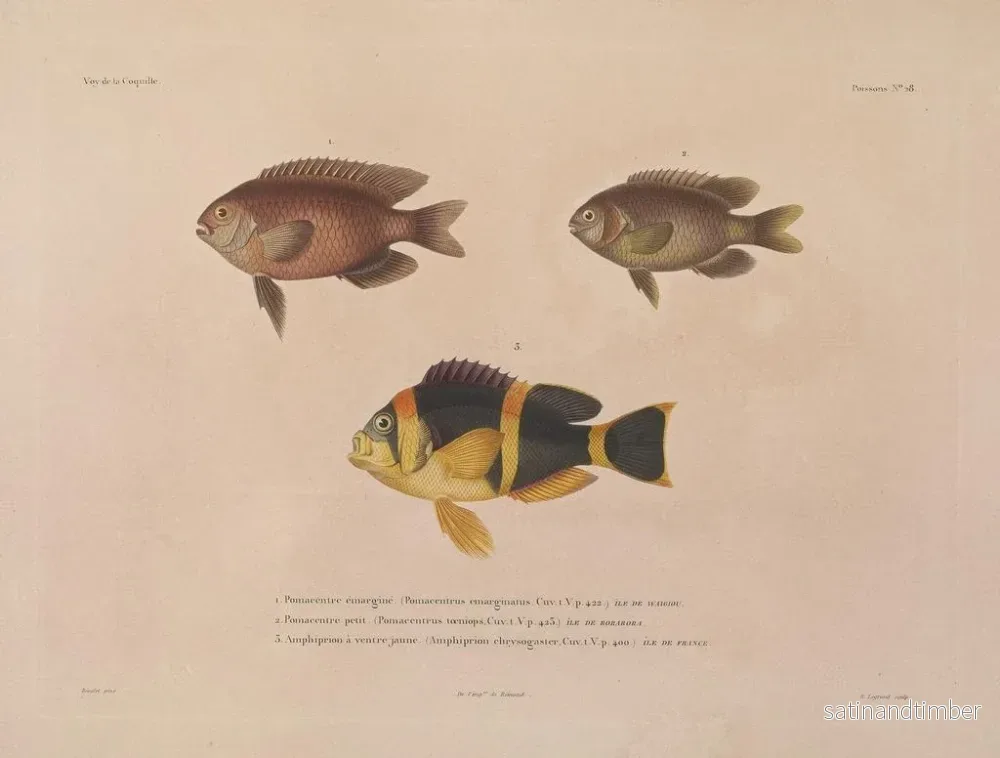 Resa runt världen — plansch 035 — Louis-Isidore Duperrey - Bild 2