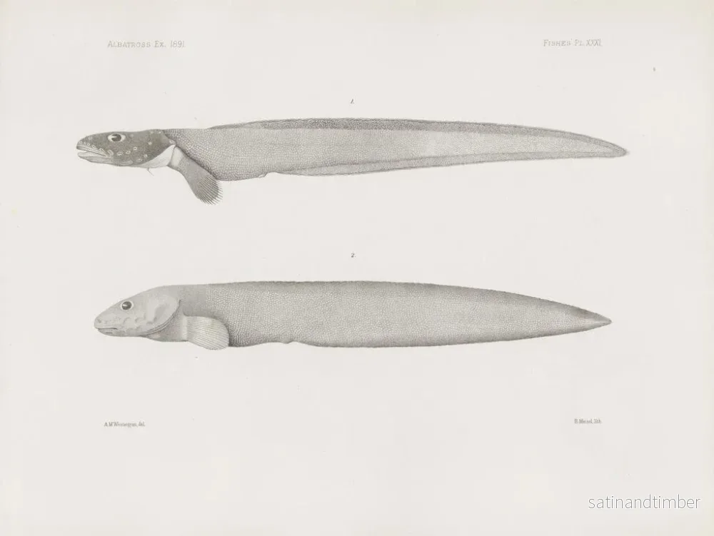 Reproduktion av målningen Mémoires du Muséum de zoologie comparée de Harvard College Pl31 - Musée de Zoologie Comparée de l'Université Harvard - Bild 2