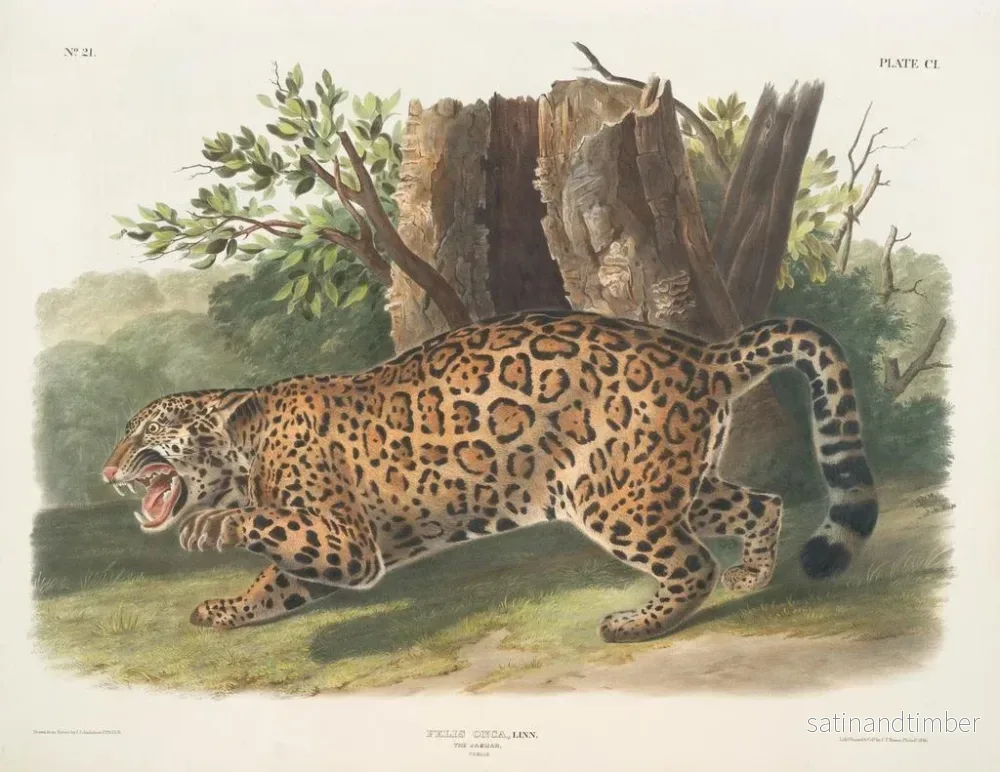 Reproduktion av målningen Jaguar hona - John Woodhouse Audubon - Bild 2