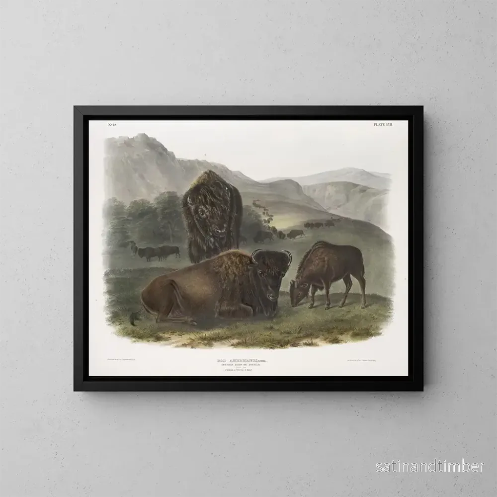 Reproduktion av målningen av amerikansk bison, 1 hona, 2 ungar, 3 hanar - John Woodhouse Audubon