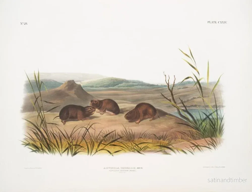 Reproduktion av målningen Campagnol des neiges i naturlig storlek - John Woodhouse Audubon - Bild 2