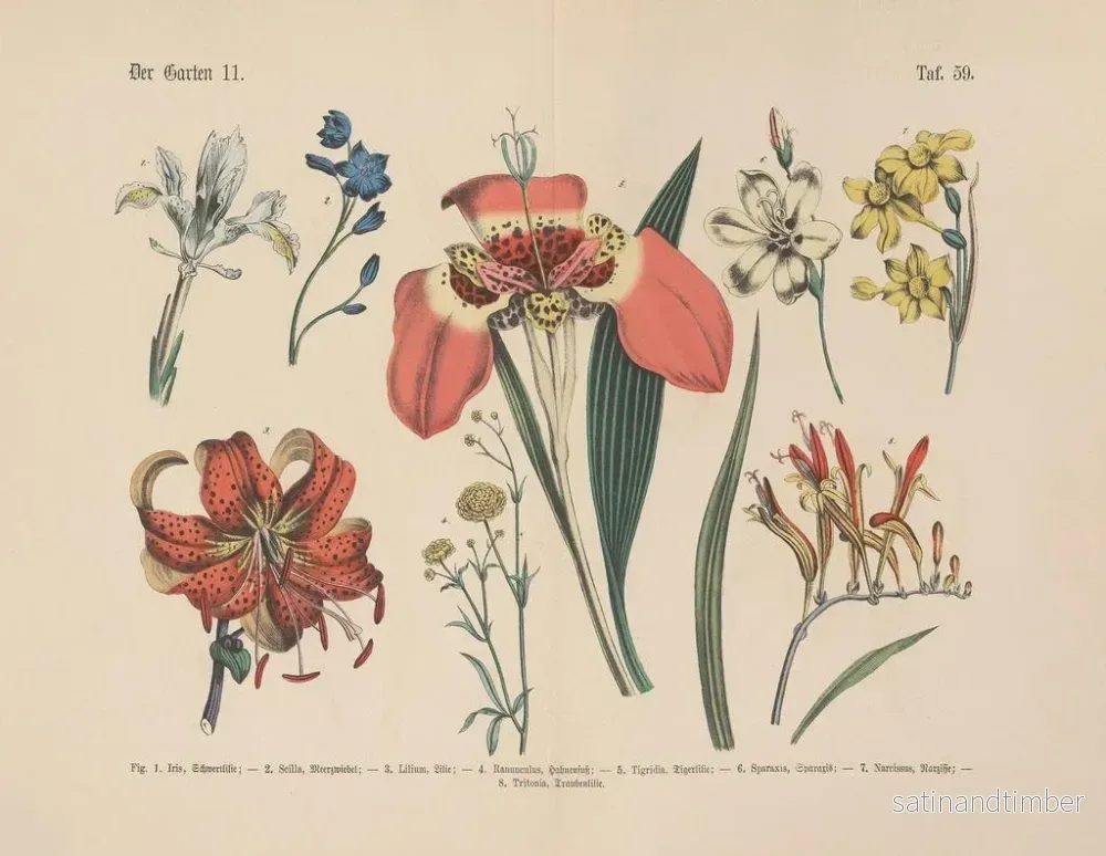 Reproduktion av målningen Manuel pratique de botanique en mots et en images Pl59 - Carl Hoffmann - Bild 2
