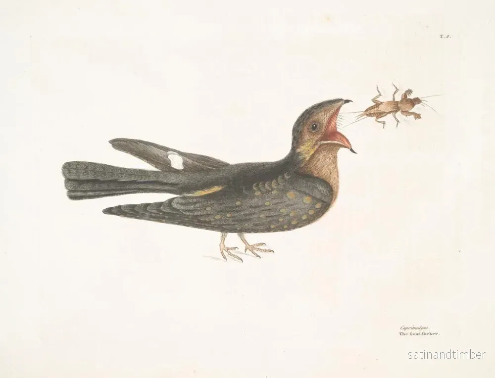 Reproduktion av målningen Le Chèvre-Feuille - Mark Catesby - Bild 2