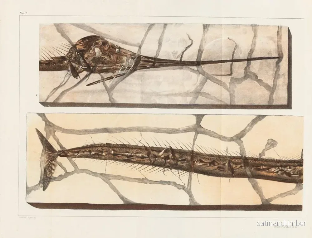 Reproduktion Forskningar om fossila fiskar – Louis Agassiz — plansch 198 - Bild 2