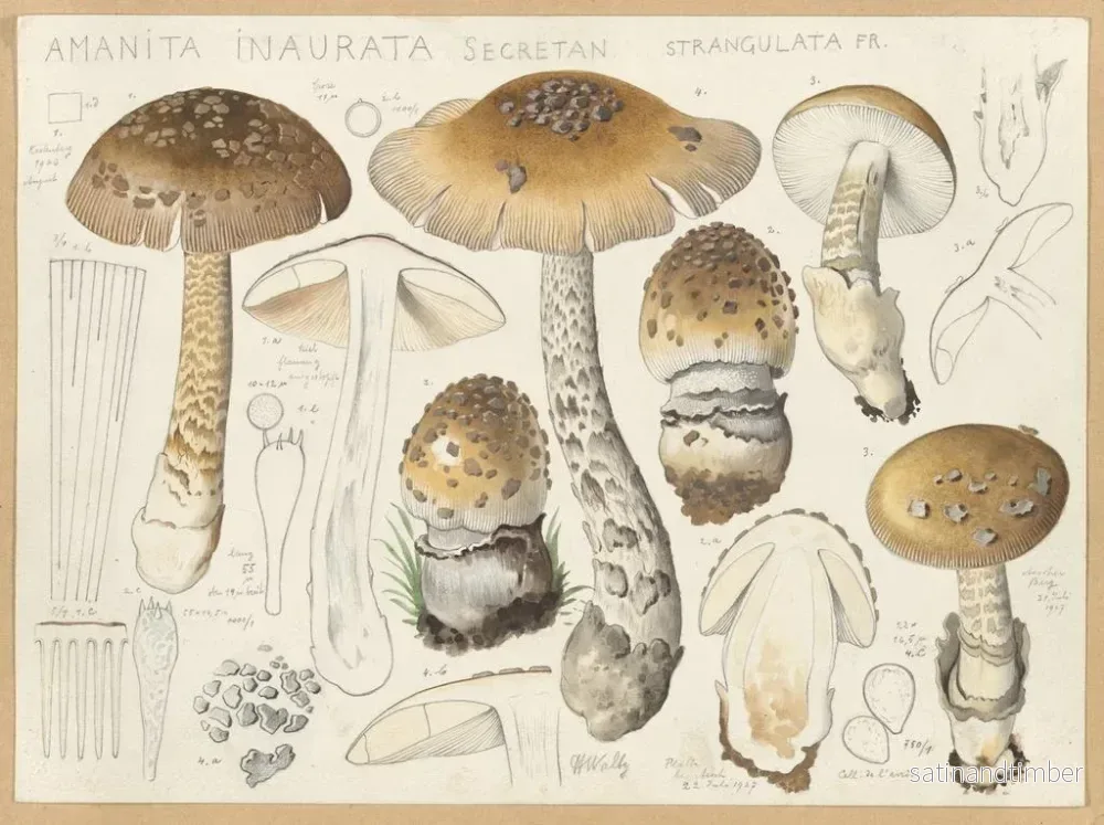 Reproduktion av målningen Amanite inaurée strangulée - Hans Baldung - Bild 2