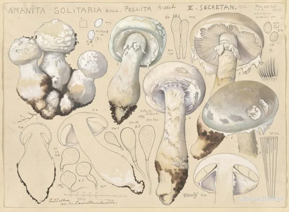 Reproduktion av målningen Amanite solitaire - Hans Baldung - Bild 2