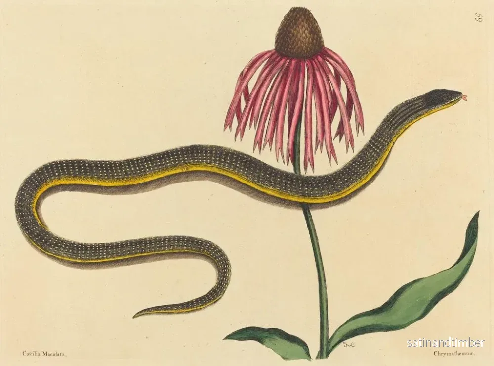 Reproduktion av målningen Le serpent de verre Anguis ventralis - Mark Catesby - Bild 2