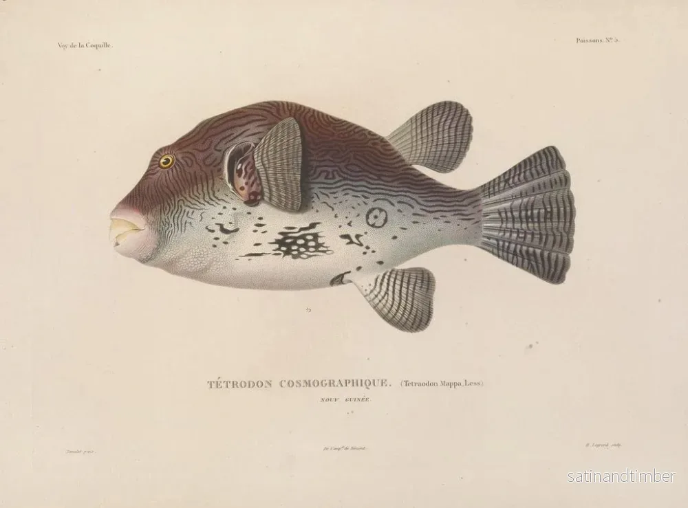 Resa runt världen — plansch 012 — Louis-Isidore Duperrey - Bild 2