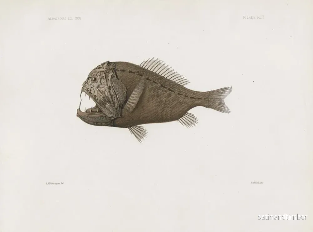 Reproduktion av målningen Mémoires du Muséum de zoologie comparée de l'Université Harvard Pl86 - Musée de Zoologie Comparée de l'Université Harvard - Bild 2