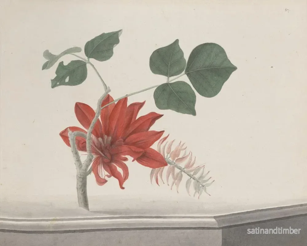 Reproduktion av målningen Histoire naturelle de Saint-Domingue Pl189 - René de Rabi - Bild 2