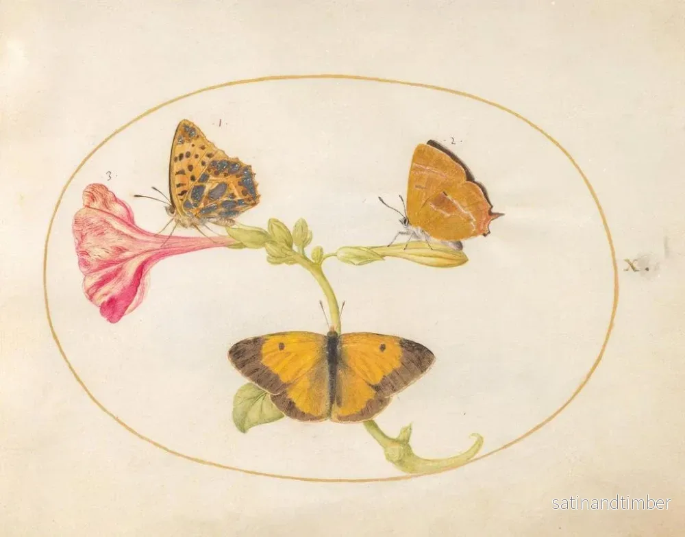 Reproduktion av målningen Plaque 10: Den bruna av håret, den silverfärgade fritillaria och den gula molniga fjärilen på en fyra-timmars blomma - Joris Hoefnagel - Bild 2