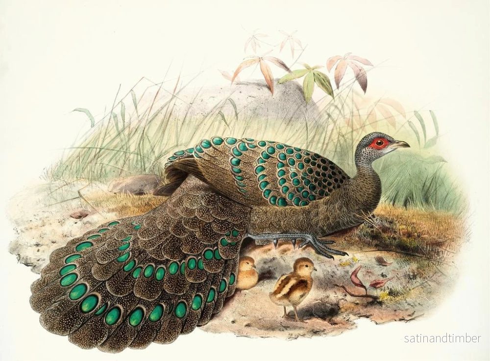 Reproduktion av målningen Polyplectron germaini - Joseph Smit - Bild 2