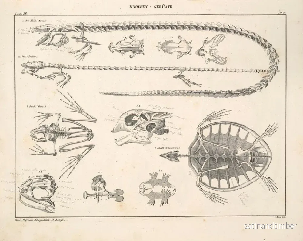 Reproduktion av målningen Illustrationer av den allmänna naturhistorien av Oken för alla tillstånd Pl116 - Lorenz Oken - Bild 2