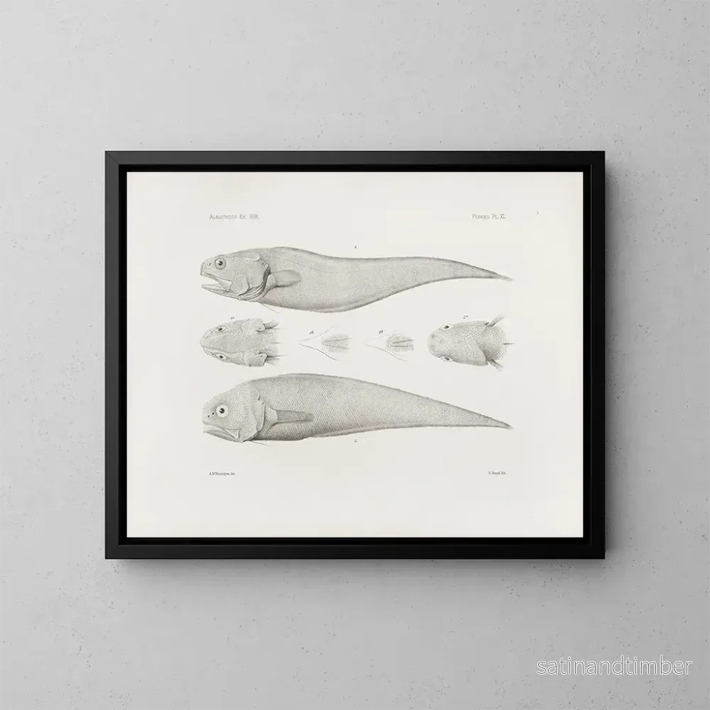 Reproduktion av målningen Mémoires du Muséum de zoologie comparée de Harvard College Pl40 – Musée de Zoologie Comparée de l’Université Harvard Reproduktion av målningen Mémoires du Muséum de zoologie comparée de Harvard College Pl40 – Musée de Zoologie Comparée de l’Université Harvard