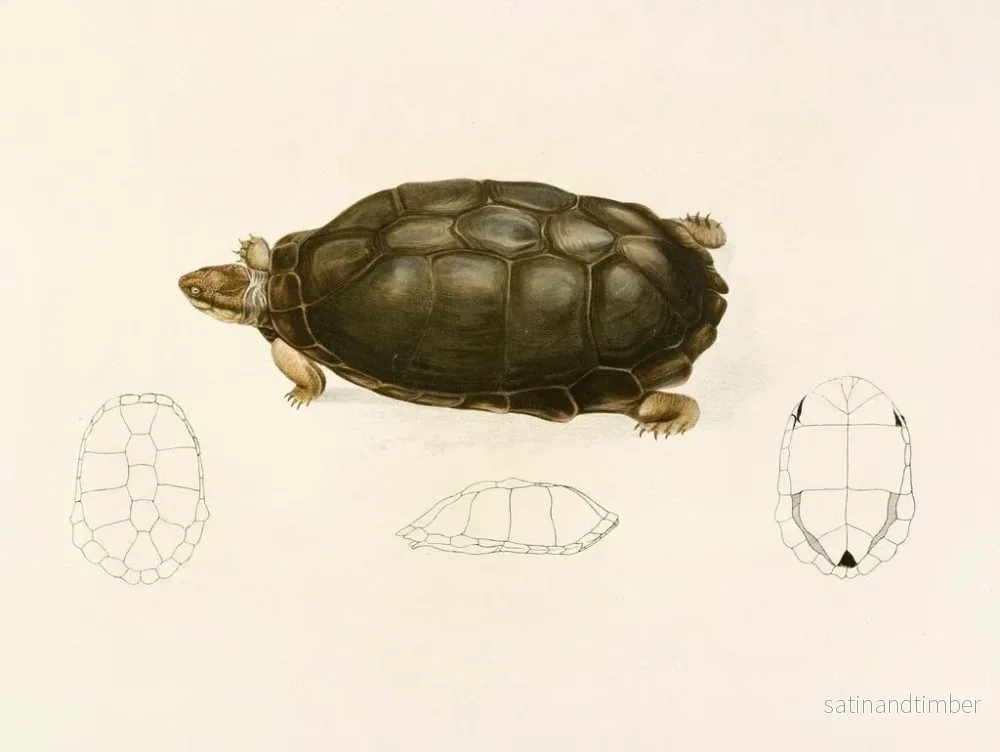 Reproduktion av målningen Sternotherus sinuatum - Sir Andrew Smith - Bild 2