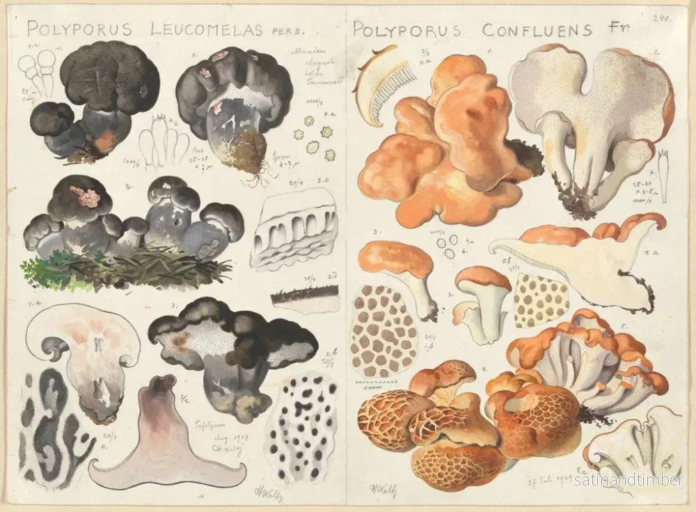 Reproduktion av målningen Polypore leucomèle Polypore confluent - Hans Baldung - Bild 2