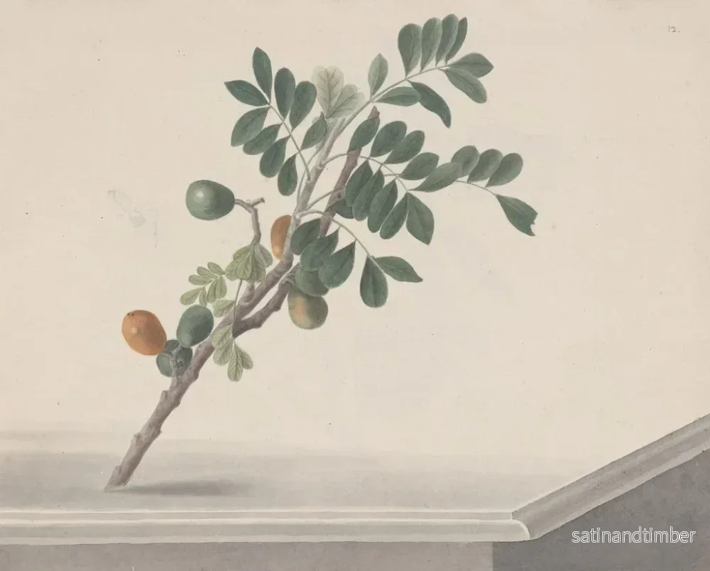 Reproduktion av målningen Histoire naturelle de Saint-Domingue Pl143 - René de Rabi - Bild 2