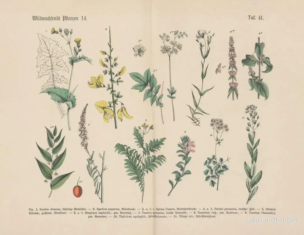 Reproduktion av målningen Manuel de botanique pratique en mots et en images Pl41 - Carl Hoffmann - Bild 2