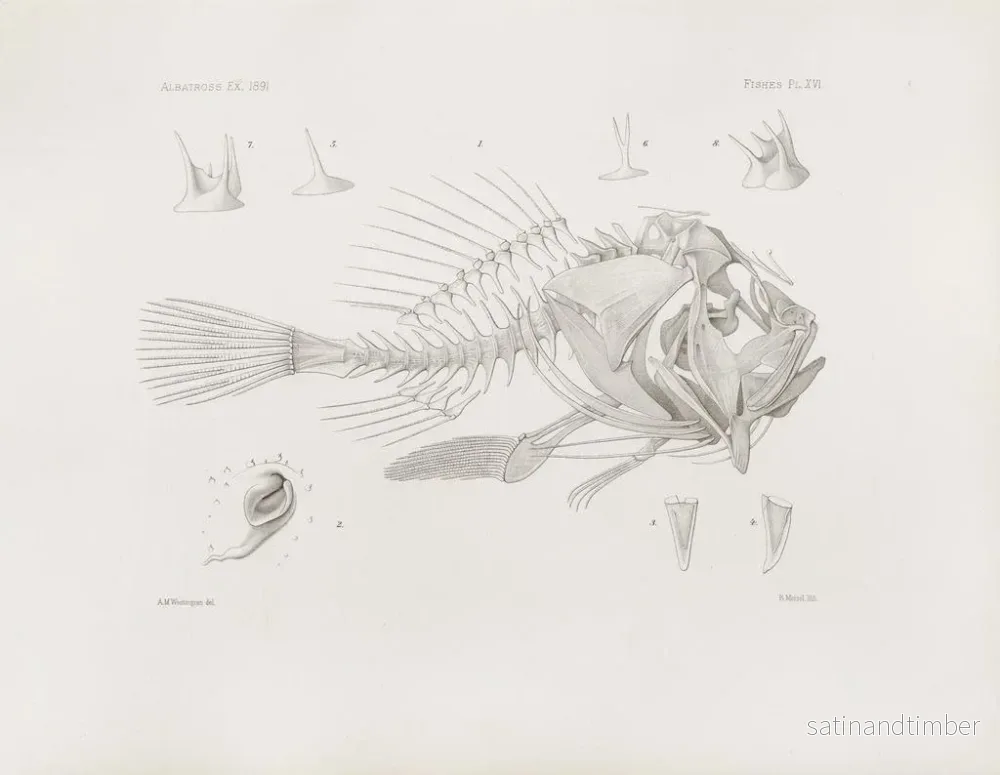 Reproduktion av målningen Mémoires du Muséum de zoologie comparée de Harvard College Pl16 - Musée de Zoologie Comparée de l'Université Harvard - Bild 2