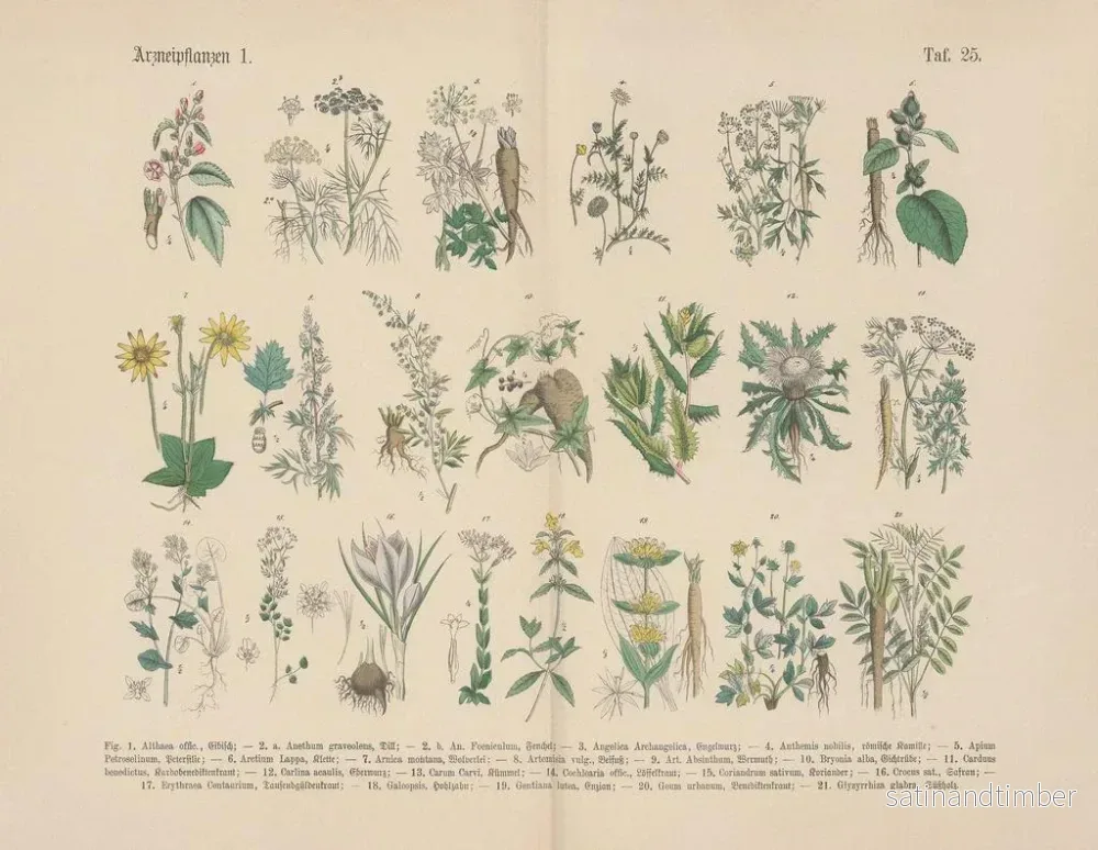 Reproduktion av målningen Manuel de botanique pratique en mots et en images Pl25 - Carl Hoffmann - Bild 2