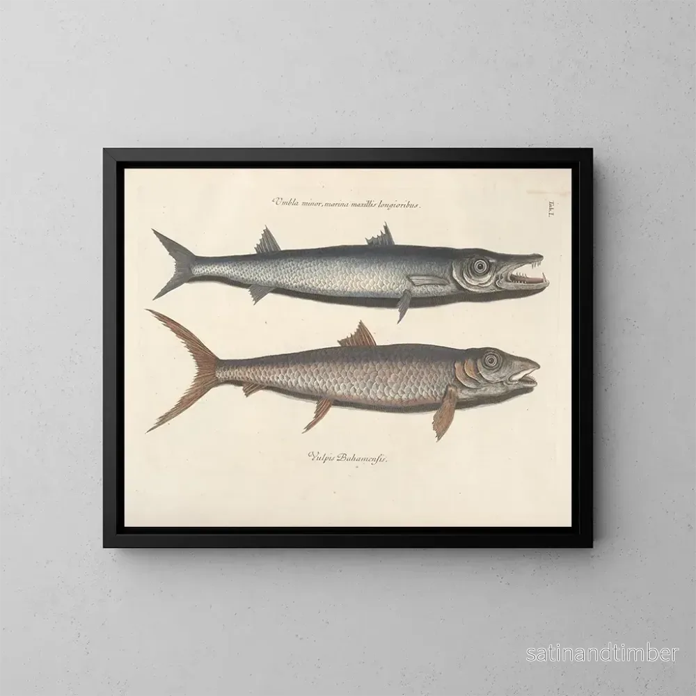 Reproduktion Bilder av fisk, ormar, insekter – Mark Catesby — plansch 001