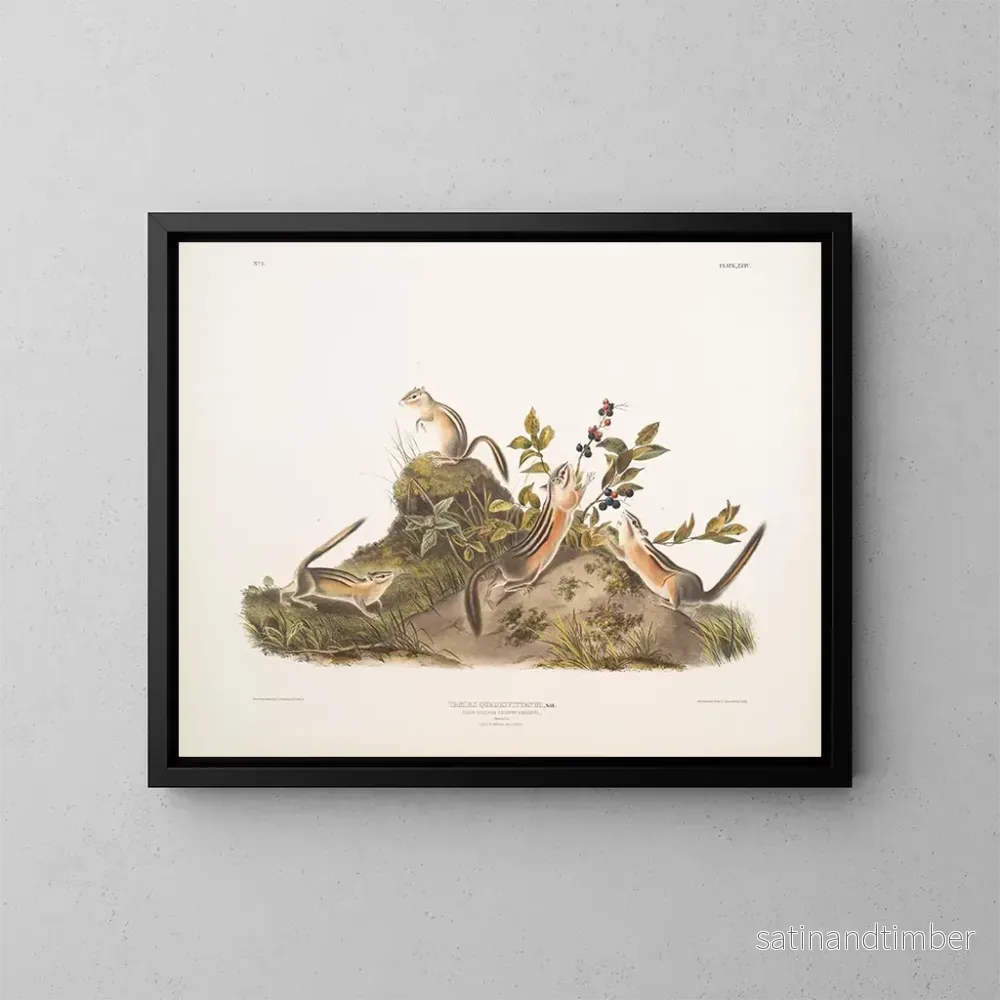 Reproduktion av målningen Squirrel terrestre à quatre bandes – John Woodhouse Audubon Reproduktion av målningen Squirrel terrestre à quatre bandes – John Woodhouse Audubon