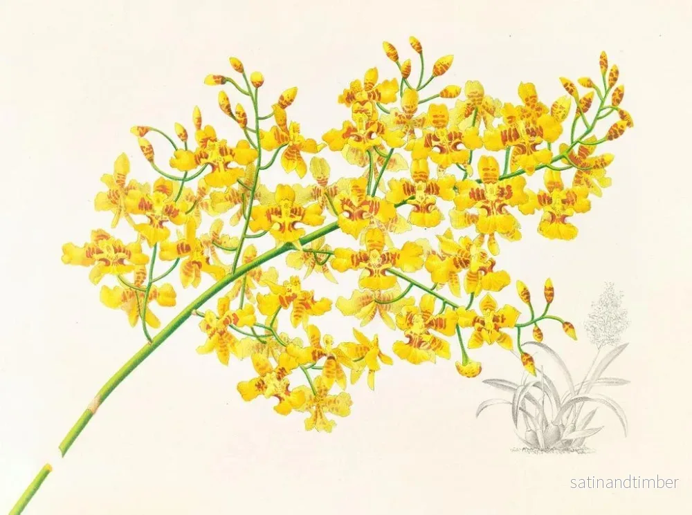 Reproduktion av målningen Oncidium aurosum - Jean Jules Linden - Bild 2