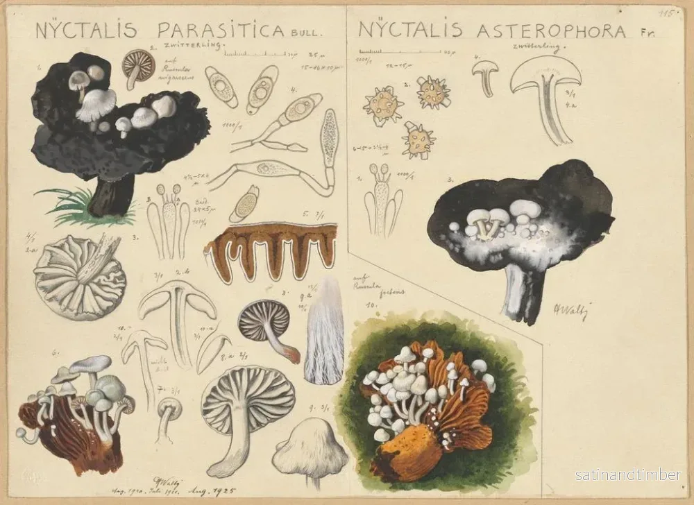 Reproduktion av målningen Nyctalis parasitica Nyctalis asterophora - Hans Baldung - Bild 2